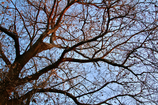 夕阳下的树枝