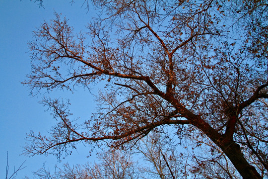 夕阳下的树枝