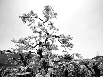 梨树黑白图片