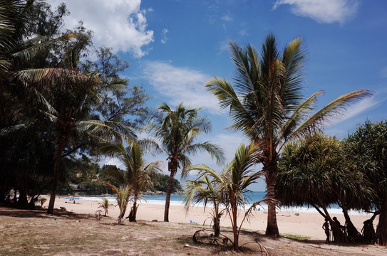 泰国海滩沙滩椰树树木