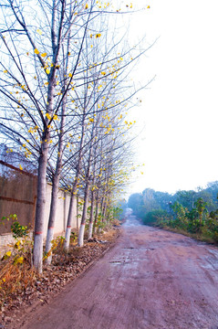 清晨泥泞道路