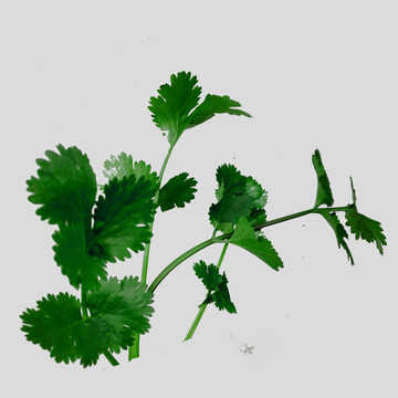 芹菜