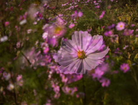 格桑花