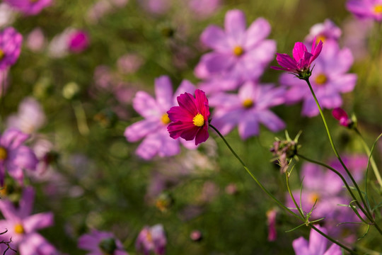 格桑花