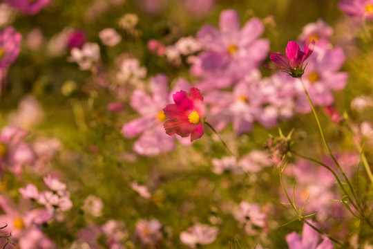 格桑花