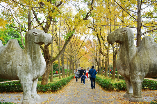 明孝陵石象路美景