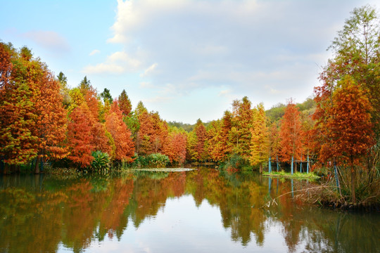 湖泊落羽杉林美景