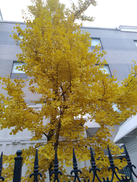 城市金黄银杏树