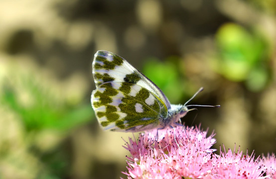 蝴蝶与花