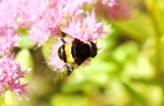 蜜蜂觅食