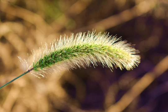 狗尾草素材