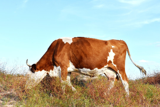 草原生态牛业