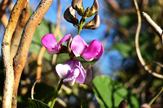 豆角花素材