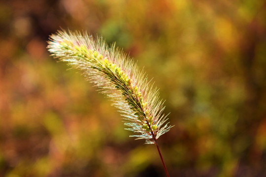 狗尾草