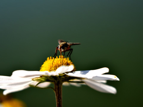 蜜蜂与野花