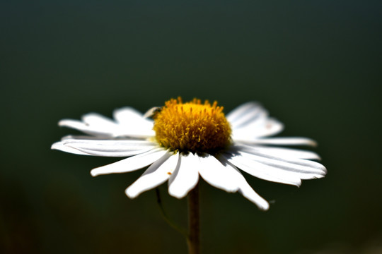 小花蓝色背景