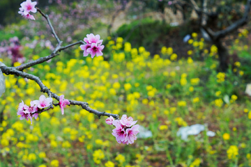 桃花