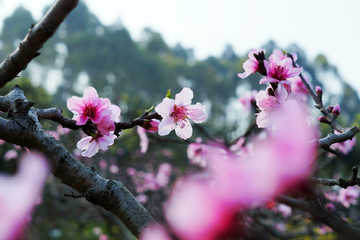 桃花