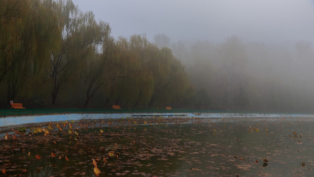 雾天里的池塘