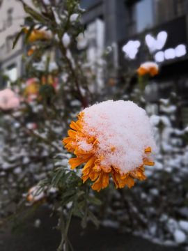 雪中花