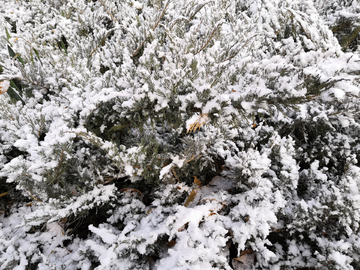 雪景