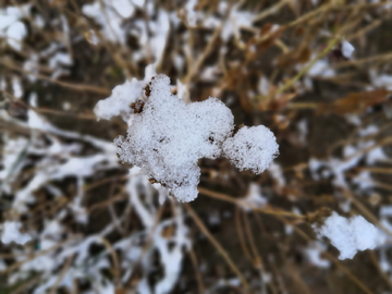 雪景