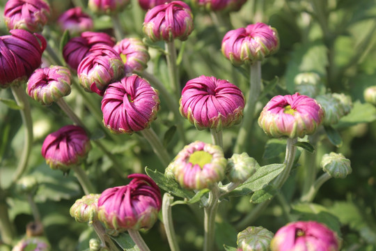 小清新菊花