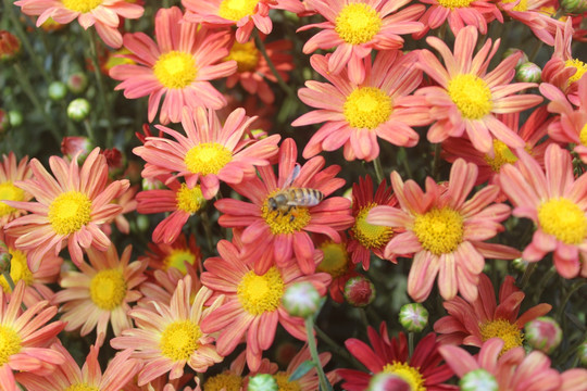 小清新菊花