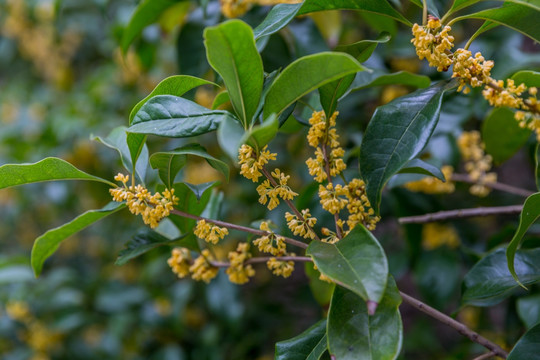 桂花树