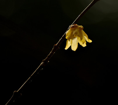 腊梅花