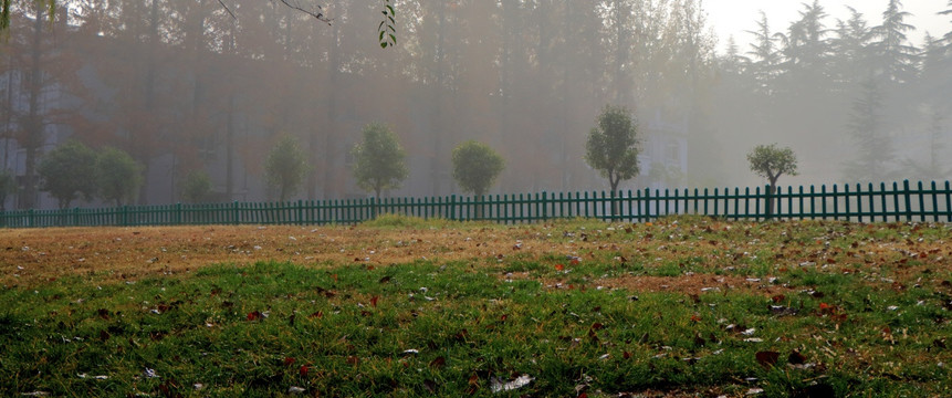 雾色树林