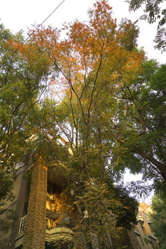 住宅小区林荫道