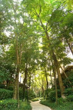 住宅小区林荫道