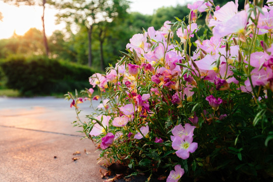 路边花坛鲜花