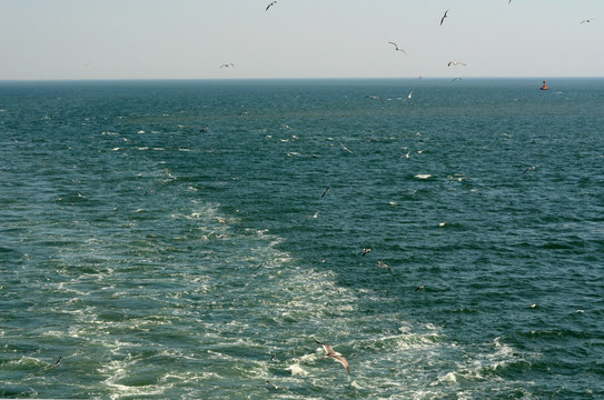 海洋