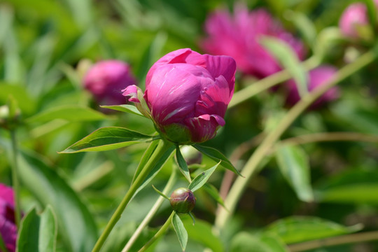 芍药