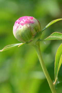 芍药