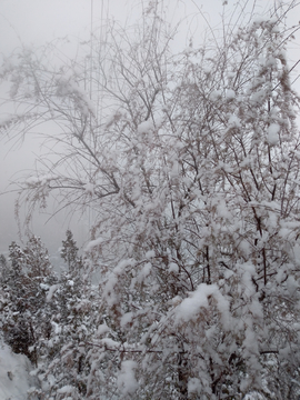 初雪