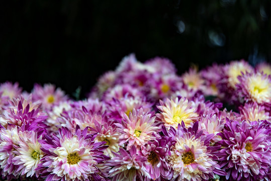 菊花头特写