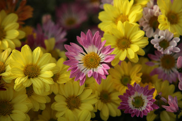 小菊花小野花