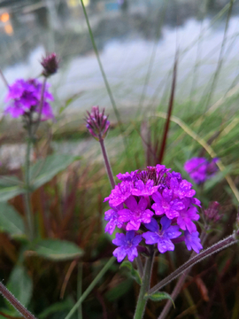 雨后花儿