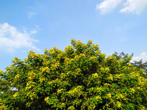 黄槐花