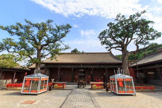 山西洪洞广胜寺古柏