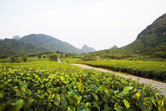 茶场茶园