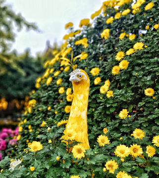 菊