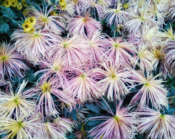 盛放的菊