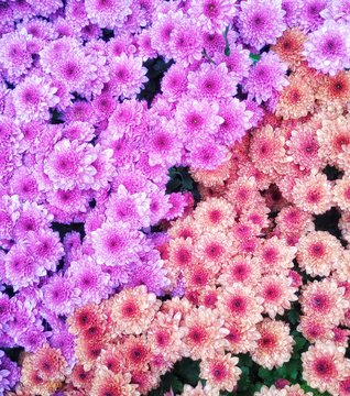 菊