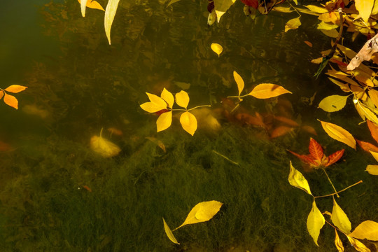 河里的落叶