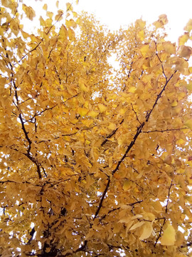 秋之银杏树