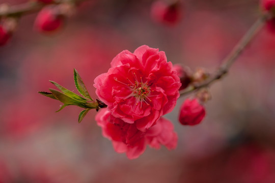 桃花特写